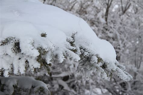 Snowy Trees Free Stock Photo - Public Domain Pictures