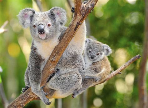 Australia's Koala Listed as Threatened Species Due to Deforestation and Climate Change