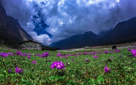 Valley Of Flowers, Yumthang, Sikkim | WhatsHot Kolkata