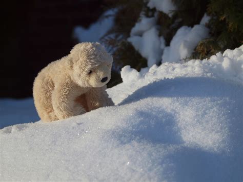 polar bear emerges after hibernation | Mahendra Sibartie | Flickr