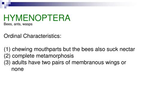 PPT - HYMENOPTERA PowerPoint Presentation, free download - ID:3086456