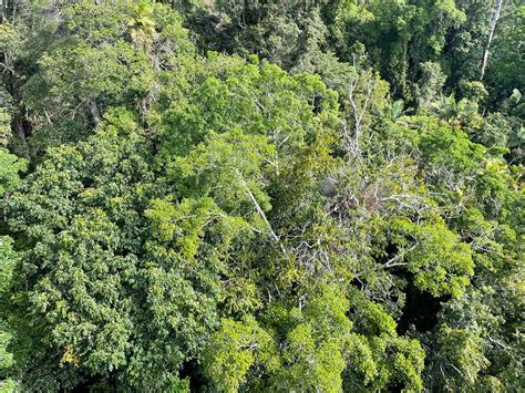 Cairns Skyrail Rainforest Cableway Review - Diamond View...