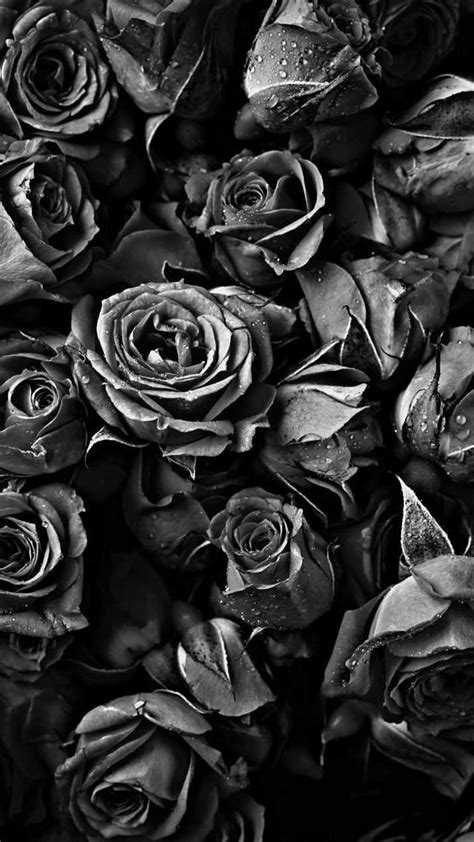 R Black Roses, black aesthetic rose HD phone wallpaper | Pxfuel