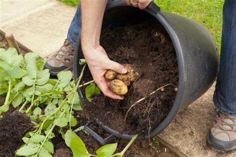 How To Grow Potatoes In a 5-Gallon Bucket