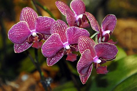 🔥 [70+] Purple Orchid Wallpapers | WallpaperSafari