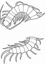 Centipede coloring Page Coloringcrewcom Sketch – Artofit sketch template