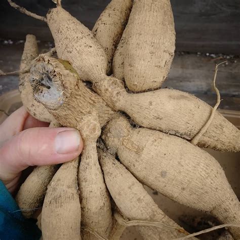 All About Dahlia Tubers — Three Acre Farm