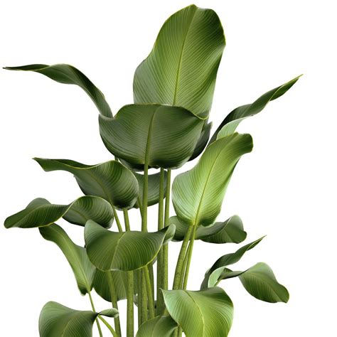 Calathea Lutea, Flower, Pot, Bush, Flowerpot - 3D Model for VRay