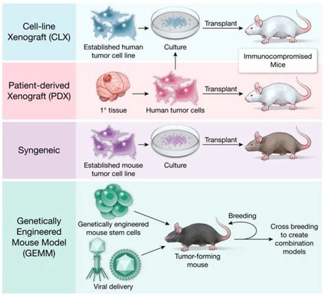 Cells | Free Full-Text | Contemporary Mouse Models in Glioma Research