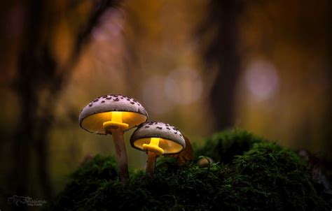 Autumn Mushroom Wallpapers - Wallpaper Cave