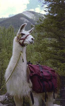 Llama Trekking Adventures in Taos New Mexico: Llama Trekking in New ...