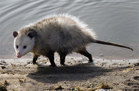 Virginia Opossum - Didelphis virginiana | Wildlife Journal Junior