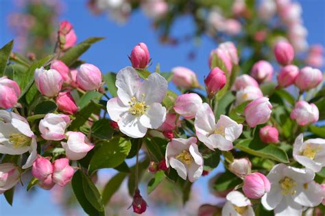 Sugar Tyme Crabapple trees have pink buds that turn to white flowers.