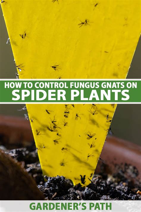 How to Control Fungus Gnats on Spider Plants | Gardener’s Path