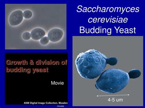 PPT - Saccharomyces cerevisiae Budding Yeast PowerPoint Presentation ...