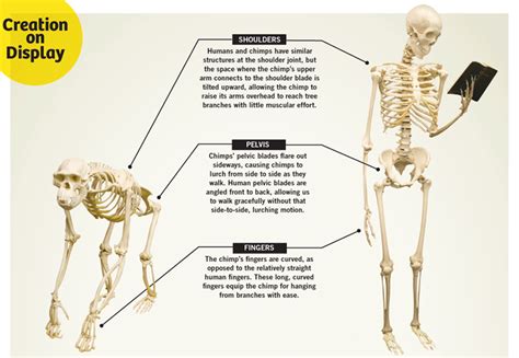 Ape vs. Man | Answers in Genesis