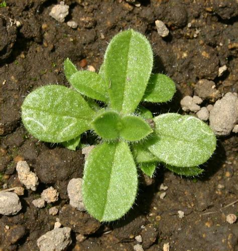 Mouse-eared Chickweed | Weed Control | Bayer Crop Science New Zealand