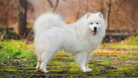 Chó Samoyed: Đặc điểm, giá bán và cách chăm sóc – PETACY