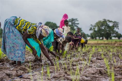 What are the opportunities, challenges and evidence needs for investing in smallholder farming ...