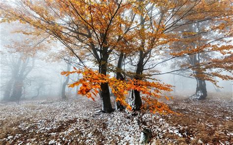 Download Snow Tree Nature Fall HD Wallpaper