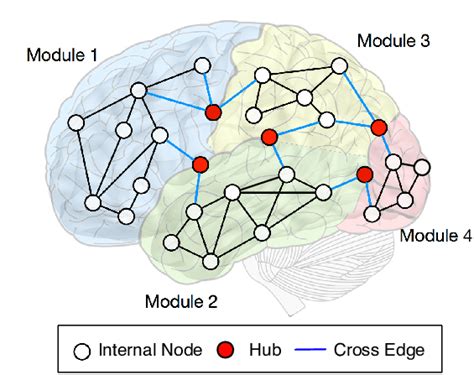 Brain Network