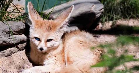 Fennec Fox Behavior - AnimalBehaviorCorner