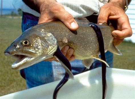 Lamprey Eel – "OCEAN TREASURES" Memorial Library