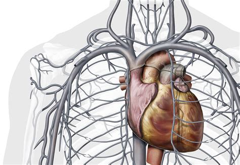 Veins Of The Chest, Illustration Photograph by QA International - Fine ...