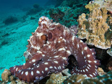 Best Reef Octopus Stock Photos, Pictures & Royalty-Free Images - iStock