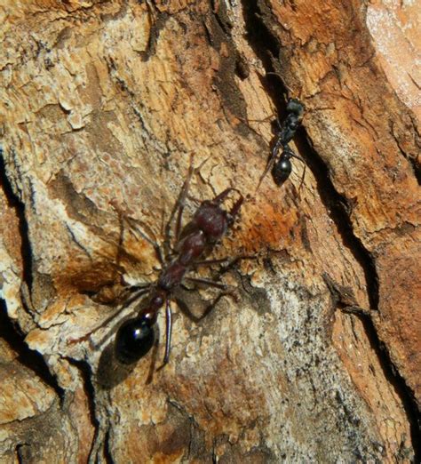 Bull Ant | Ants, European map, Modern names