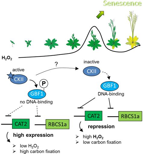 Plants | Special Issue : Plant Senescence