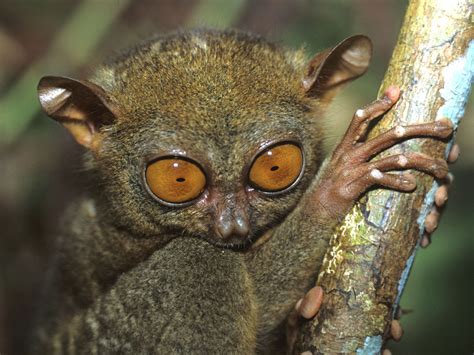 Tarsier Pictures and Wallpapers | Fun Animals Wiki, Videos, Pictures, Stories