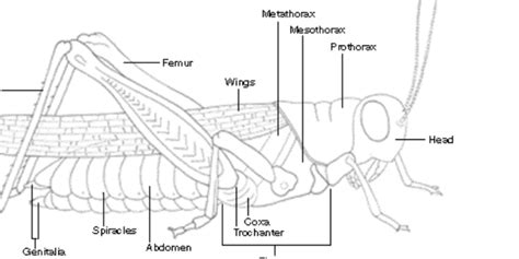 How Many Pairs of Legs Does a Grasshopper Have - KalikruwHuffman