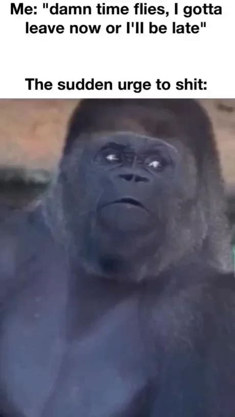 Funny Gorilla Meme