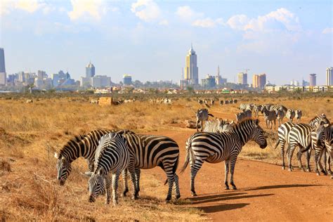 Zebras in Nairobi NP - Pure Vacations