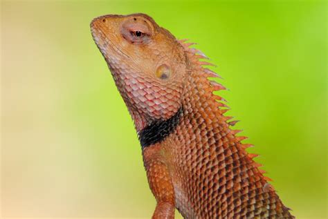 Free Indian chameleon Stock Photo - FreeImages.com