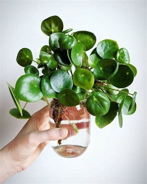 31 Popular Indoor Plants You Can Grow In Vases | Water plants indoor, Growing plants indoors ...