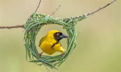 Weaver Bird Pictures - AZ Animals