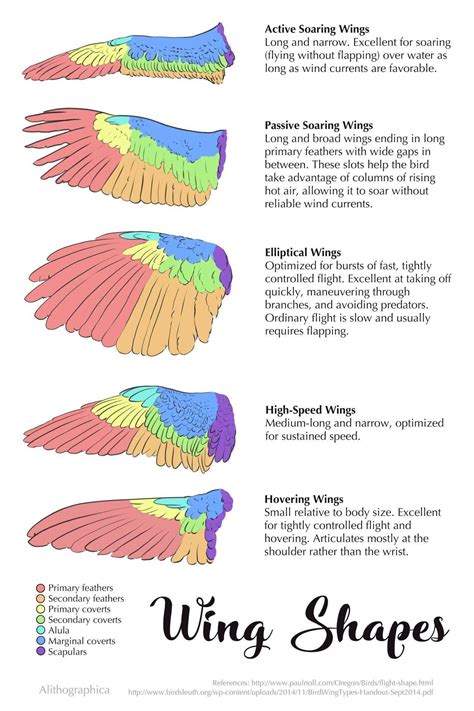 The different types of wing shapes for birds and what kind of flight they allow. : r ...