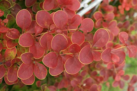 Berberis thunbergii „Atropurpurea“ ‚Golden Ring‘