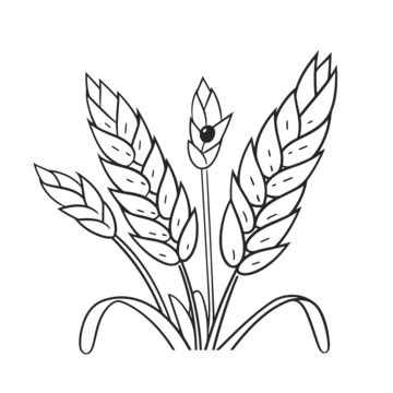 Set Of Wheat Stems Drawn In Black And White Outline Sketch Drawing Vector, Wing Drawing, Wheat ...