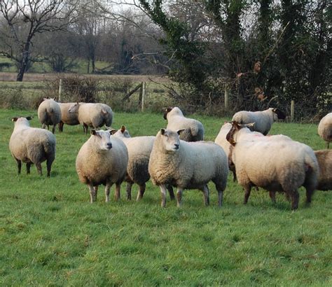 Thinking of synchronising your ewes for the breeding season? - Agriland.ie