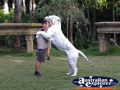 DREAMWORLD BENGAL WHITE TIGER AND INSTRUCTOR PHOTOGRAPH, DREAMWORLD BENGAL WHITE TIGER AND ...