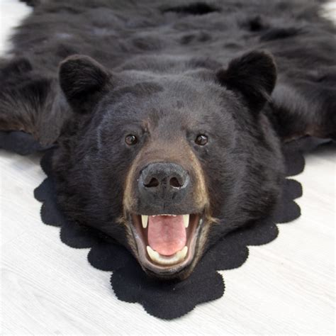 5 Feet 5 Inches (167 cm) Black Bear Rug- 17026900740