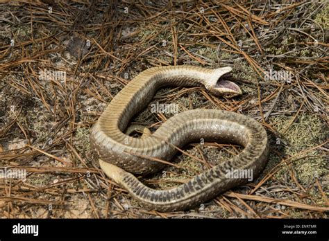 Eastern hognose snake playing dead - Heterodon platyrhinosj Stock Photo ...