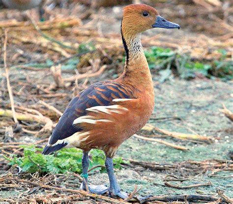 Dendrocygne bicolore - Dendrocygna bicolor : la Ferme de Beaum...