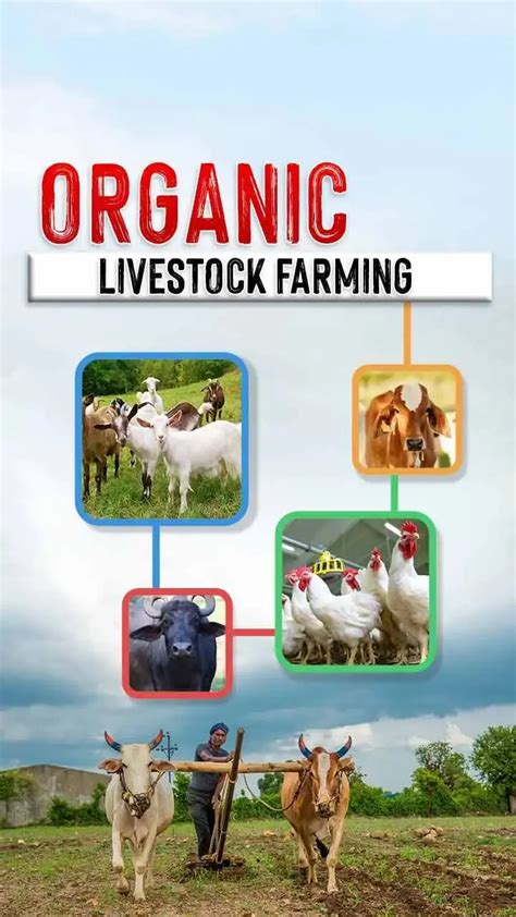 Organic Livestock Farming: A Growing Trend