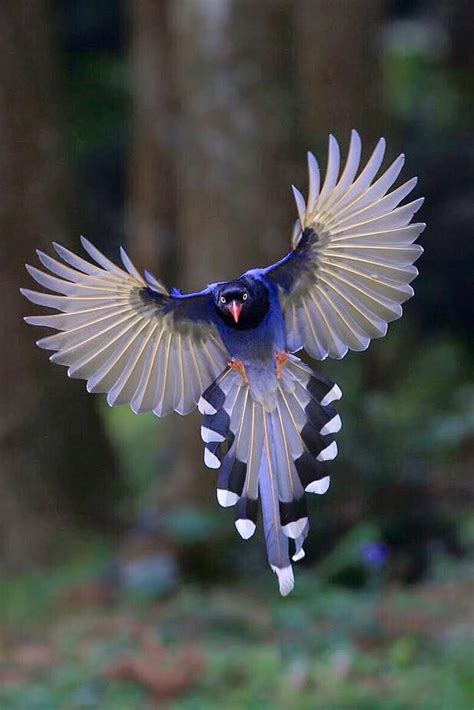 Taiwan Blue Magpie (Urocissa caerulea) Photo: Su Min Du | Wild birds ...