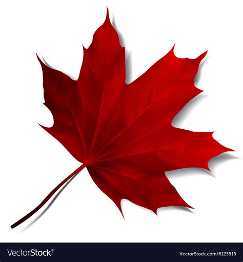 Realistic red maple leaf Royalty Free Vector Image