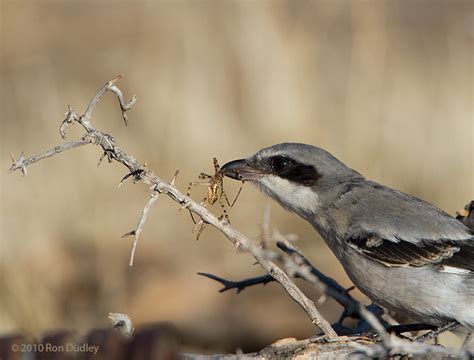 Loggerhead Shrike Impaling Prey, revisited – Feathered Photography